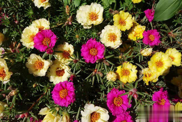 养花别只追名花，这几种亲民小花好养出彩，养死算我输