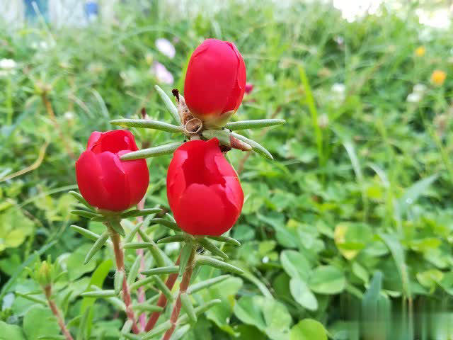 养花别只追名花，这几种亲民小花好养出彩，养死算我输