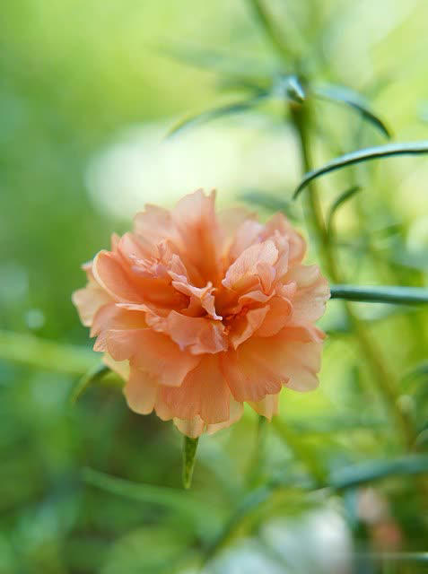 养花别只追名花，这几种亲民小花好养出彩，养死算我输