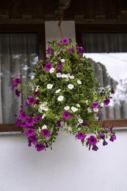 养花别只追名花，这几种亲民小花好养出彩，养死算我输