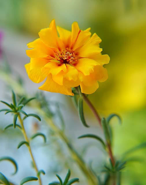 养花别只追名花，这几种亲民小花好养出彩，养死算我输