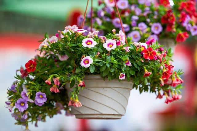 养花别只追名花，这几种亲民小花好养出彩，养死算我输