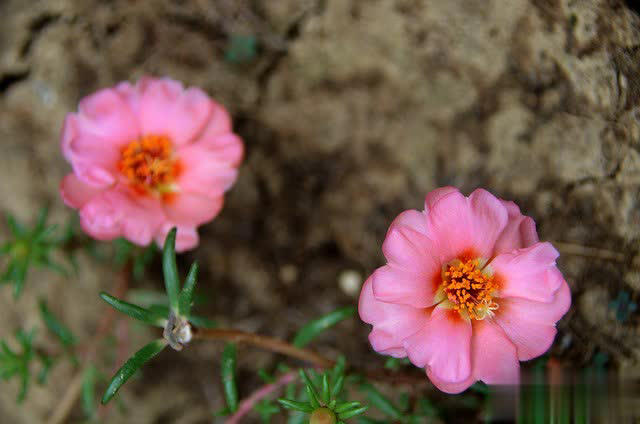 养花别只追名花，这几种亲民小花好养出彩，养死算我输