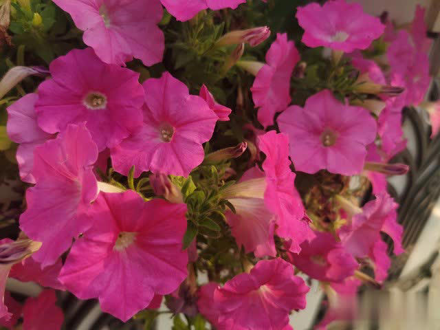 养花别只追名花，这几种亲民小花好养出彩，养死算我输