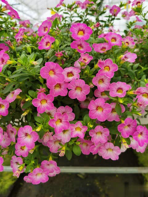 养花别只追名花，这几种亲民小花好养出彩，养死算我输