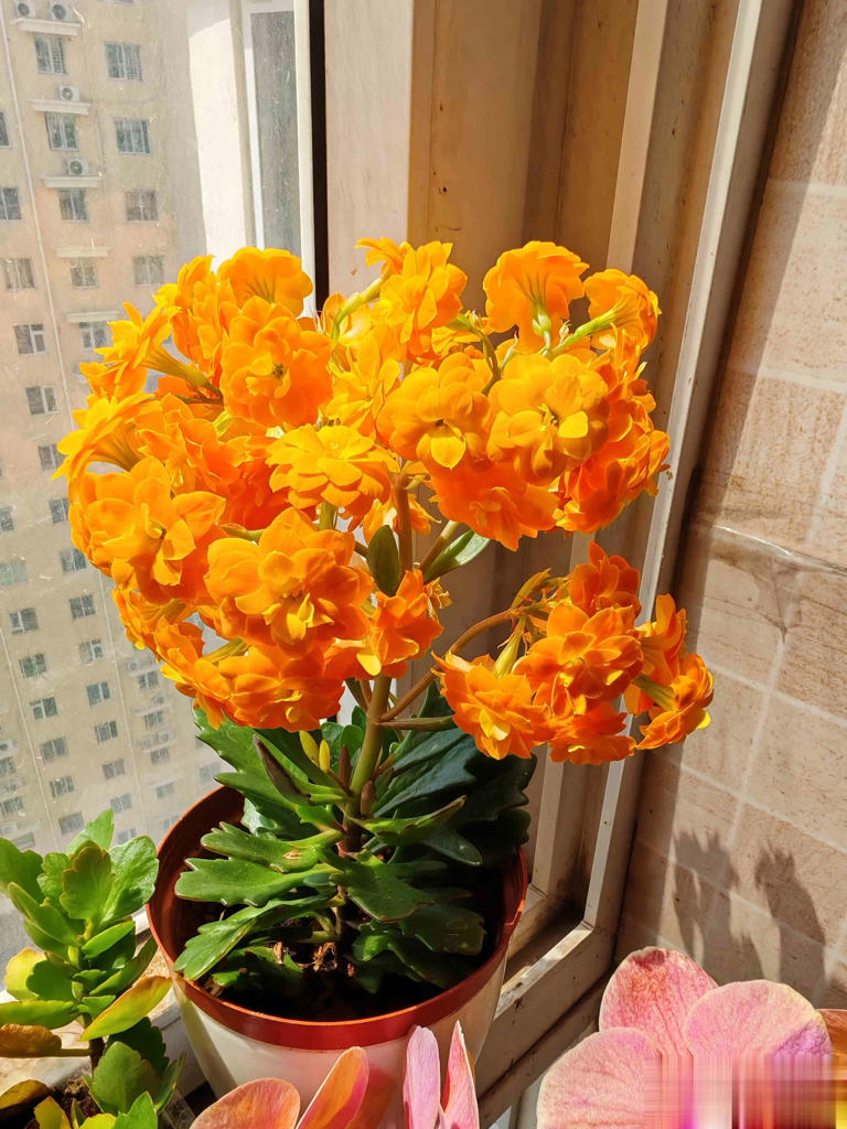 养花别只追名花，这几种亲民小花好养出彩，养死算我输