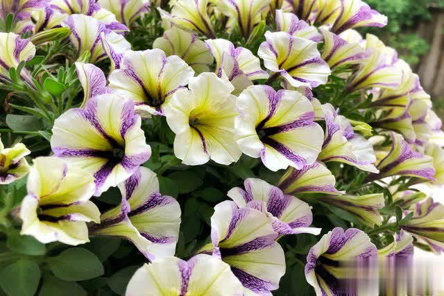 养花别只追名花，这几种亲民小花好养出彩，养死算我输