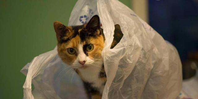 猫咪为什么对塑料袋如此着迷？铲屎官千万不要忽视！