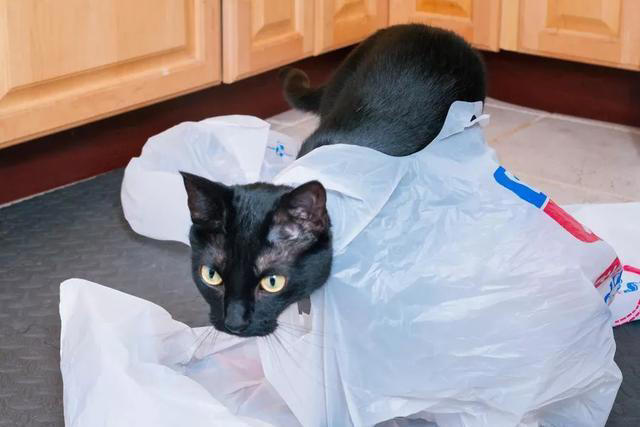 猫咪为什么对塑料袋如此着迷？铲屎官千万不要忽视！