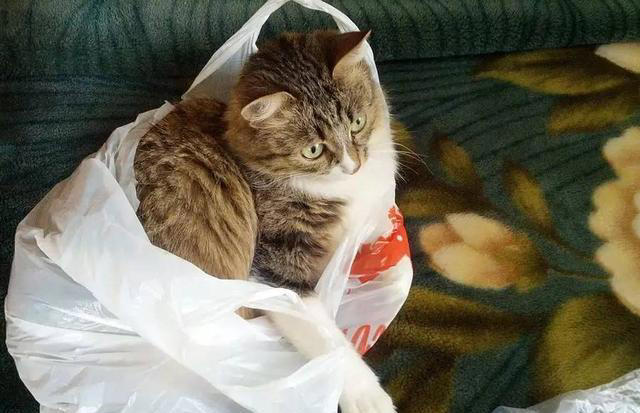 猫咪为什么对塑料袋如此着迷？铲屎官千万不要忽视！