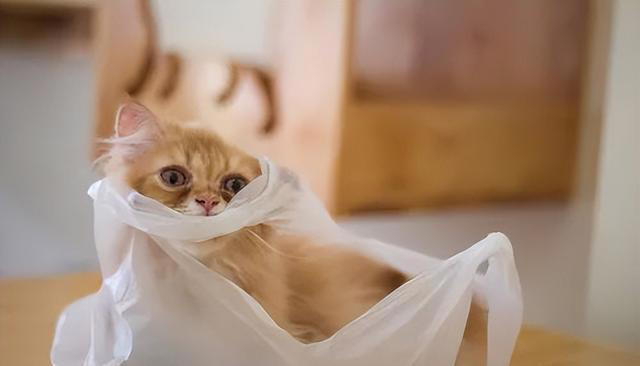 猫咪为什么对塑料袋如此着迷？铲屎官千万不要忽视！
