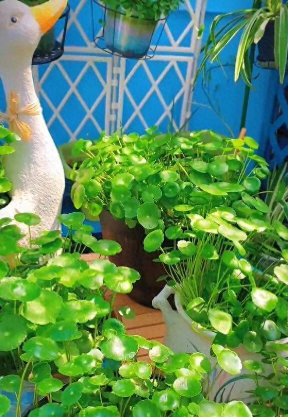 6种漂亮花，天生易养活，都是拔不完的“花坚强”，让人又爱又恨