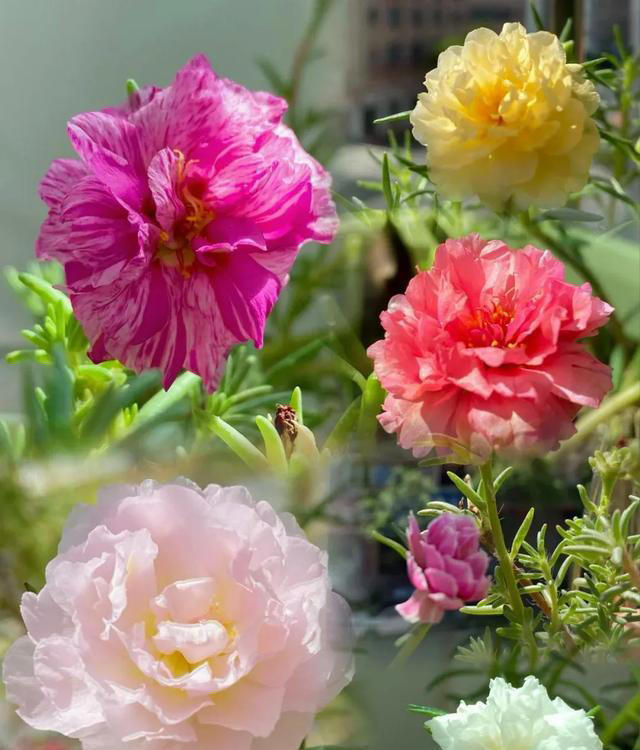 6种漂亮花，天生易养活，都是拔不完的“花坚强”，让人又爱又恨