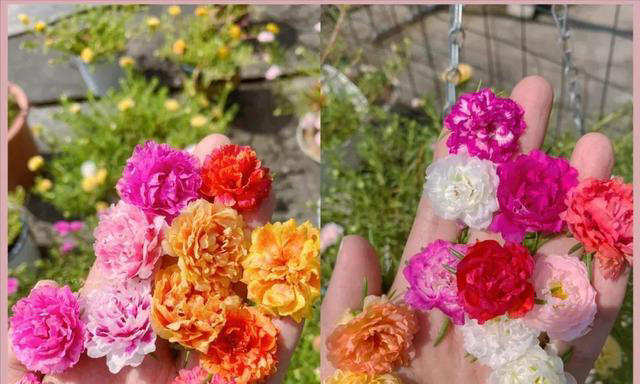 6种漂亮花，天生易养活，都是拔不完的“花坚强”，让人又爱又恨