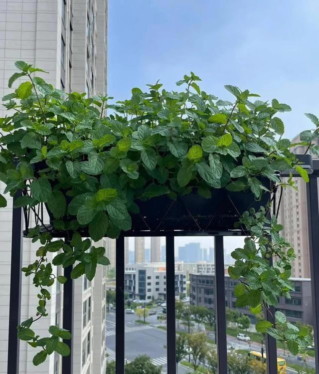 6种漂亮花，天生易养活，都是拔不完的“花坚强”，让人又爱又恨