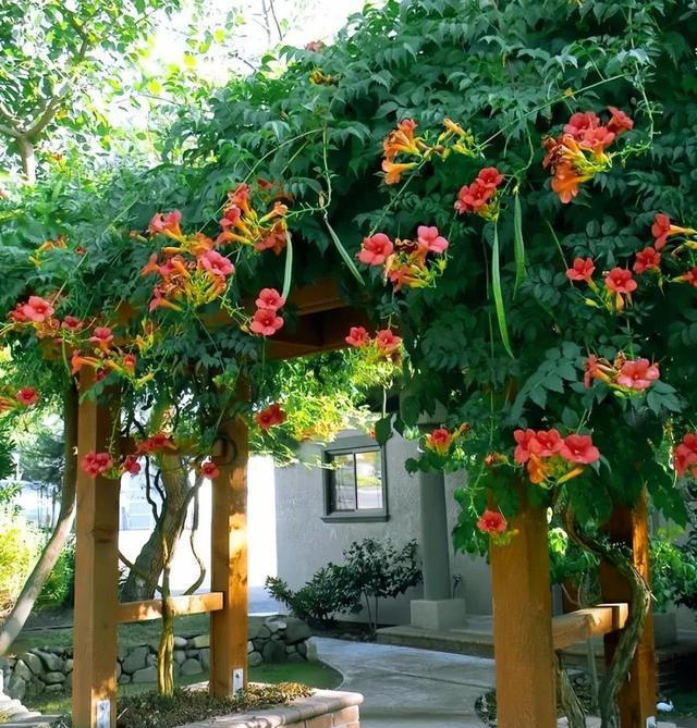 6种漂亮花，天生易养活，都是拔不完的“花坚强”，让人又爱又恨