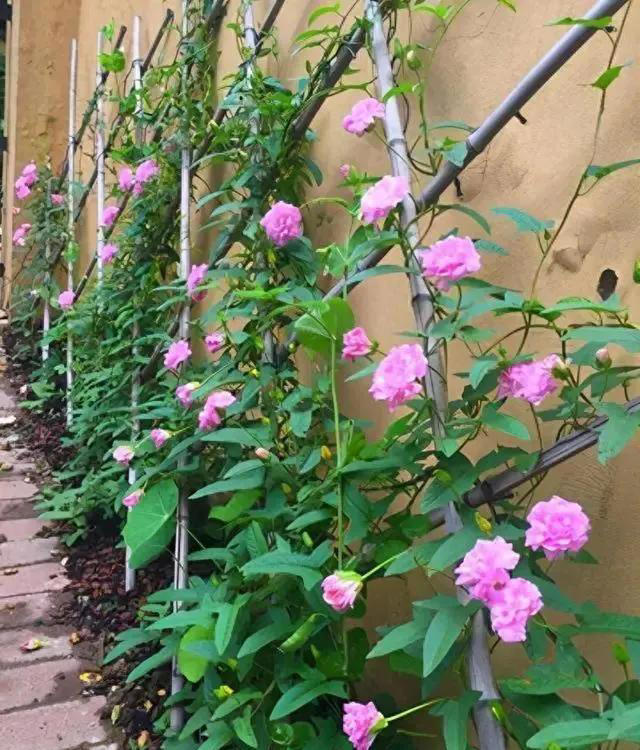 6种漂亮花，天生易养活，都是拔不完的“花坚强”，让人又爱又恨