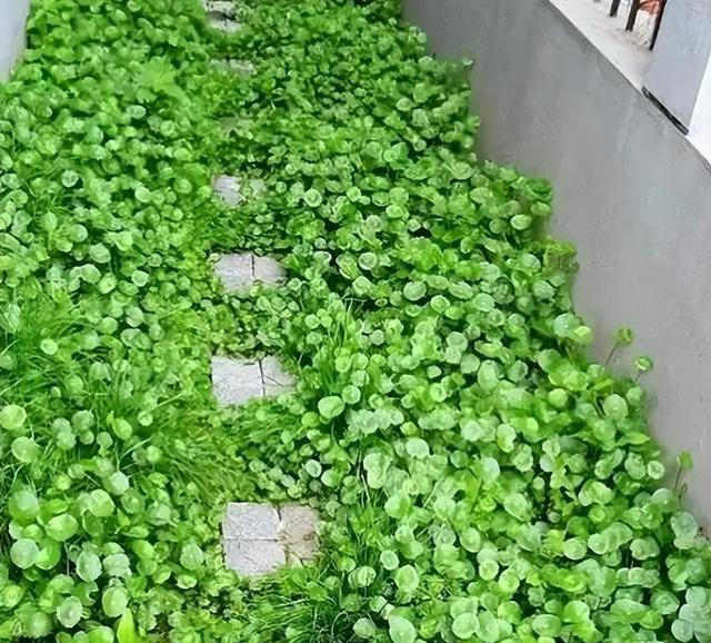 6种漂亮花，天生易养活，都是拔不完的“花坚强”，让人又爱又恨