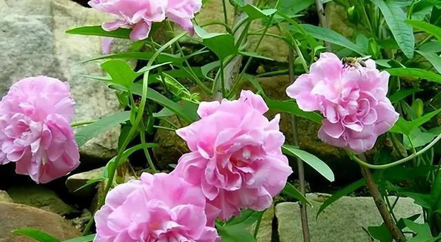 6种漂亮花，天生易养活，都是拔不完的“花坚强”，让人又爱又恨