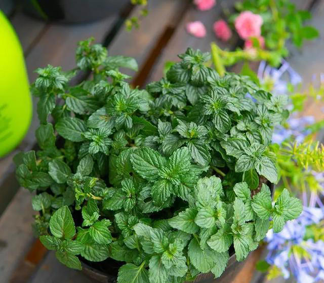 6种漂亮花，天生易养活，都是拔不完的“花坚强”，让人又爱又恨