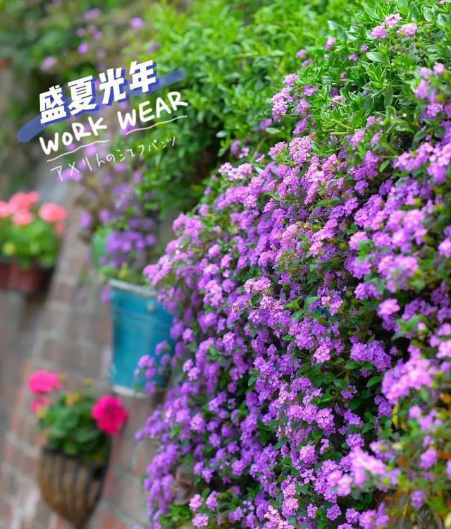 6种漂亮花，天生易养活，都是拔不完的“花坚强”，让人又爱又恨