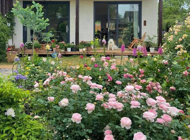 6种漂亮花，天生易养活，都是拔不完的“花坚强”，让人又爱又恨