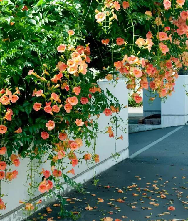 6种漂亮花，天生易养活，都是拔不完的“花坚强”，让人又爱又恨