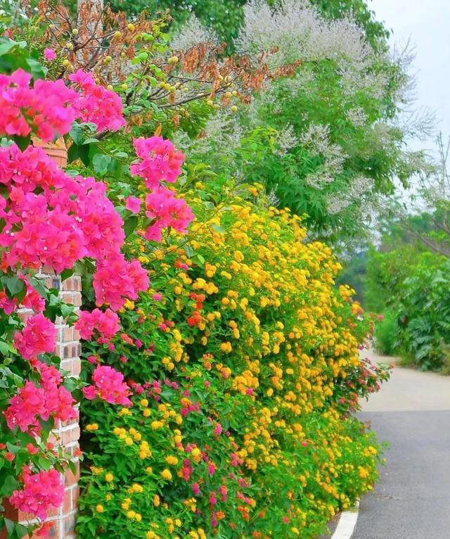 6种漂亮花，天生易养活，都是拔不完的“花坚强”，让人又爱又恨