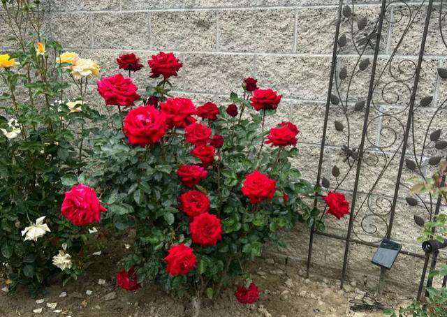 10月份前，赶紧扦插4种花，沾土生根，太好养