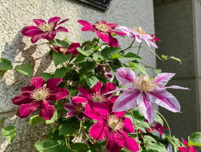 10月份前，赶紧扦插4种花，沾土生根，太好养