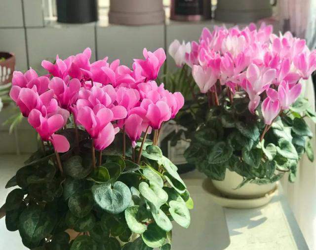 10月份前，赶紧扦插4种花，沾土生根，太好养