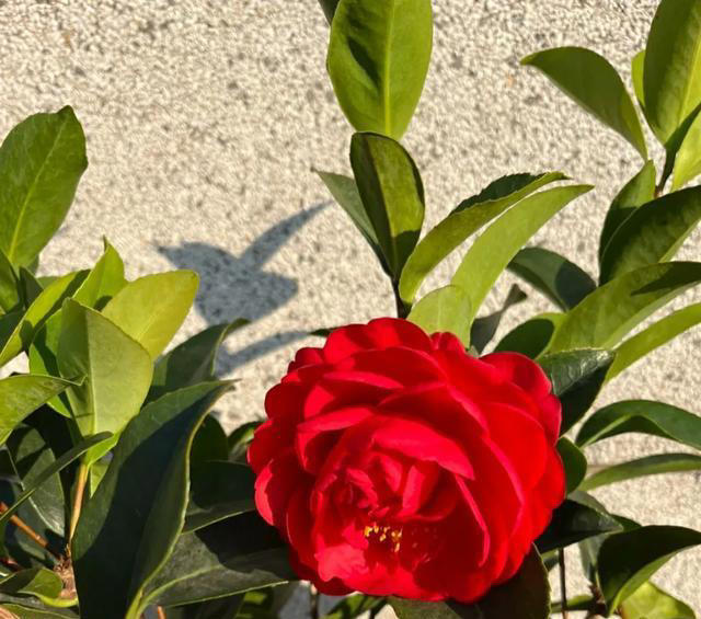 10月份前，赶紧扦插4种花，沾土生根，太好养