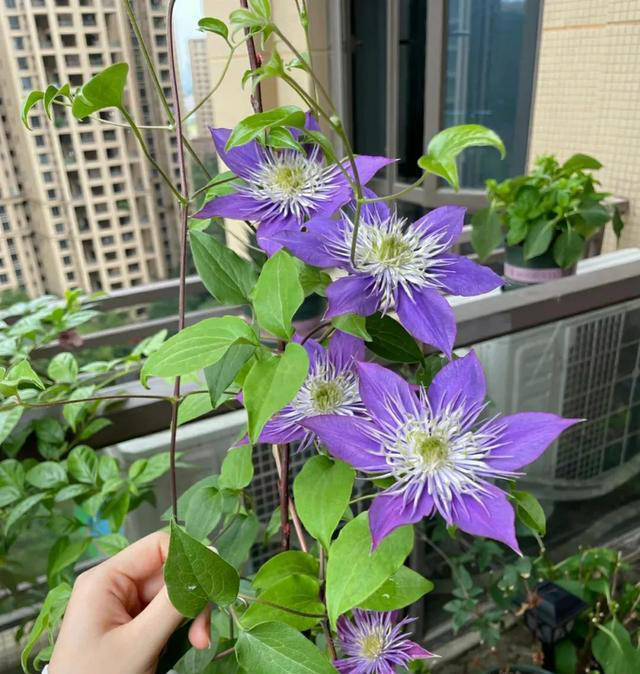 10月份前，赶紧扦插4种花，沾土生根，太好养