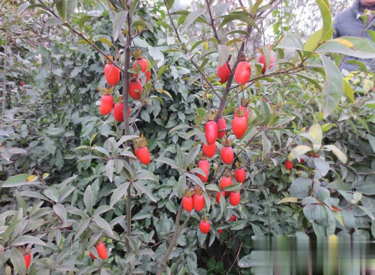 6种好养好看的漂亮花，适合新手和小白，轻松开成小花园