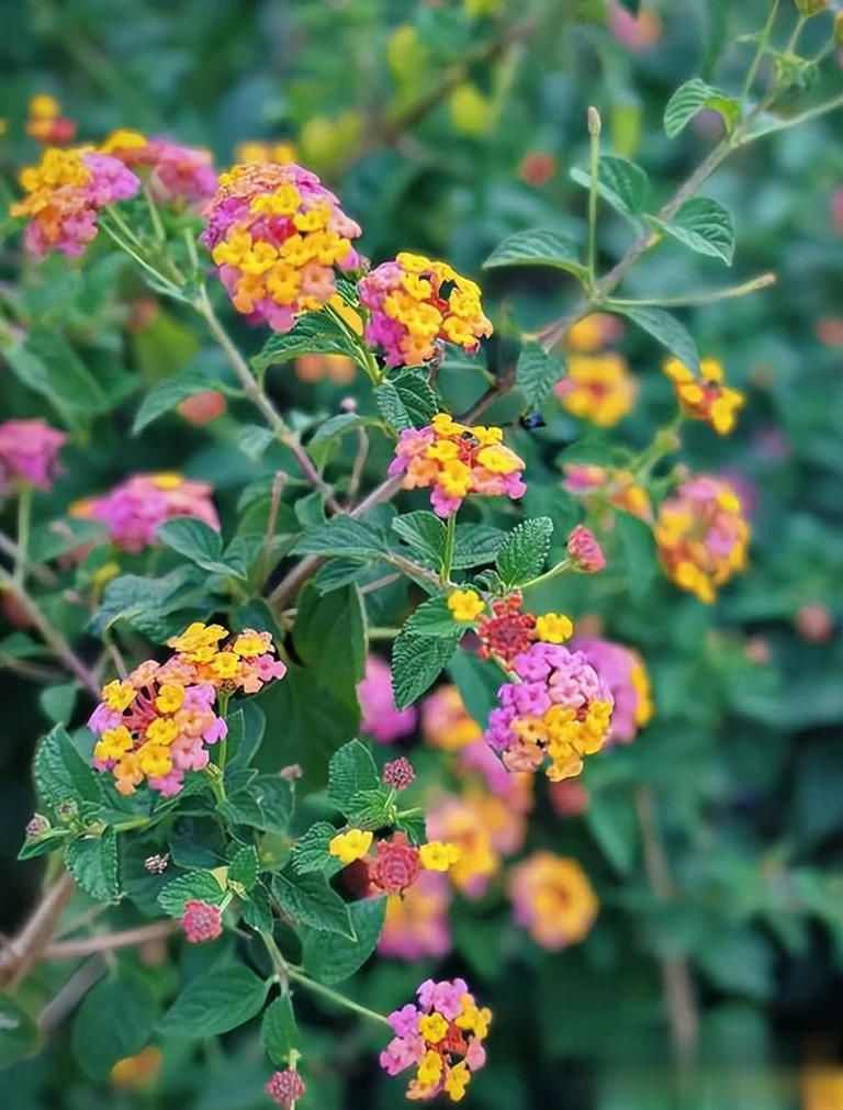 6种好养好看的漂亮花，适合新手和小白，轻松开成小花园