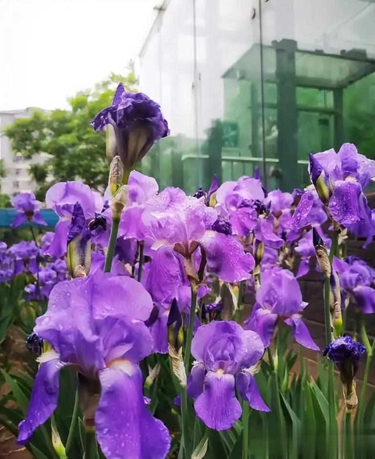 6种好养好看的漂亮花，适合新手和小白，轻松开成小花园