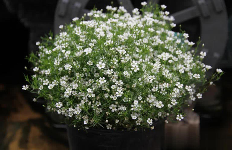 6种好养好看的漂亮花，适合新手和小白，轻松开成小花园