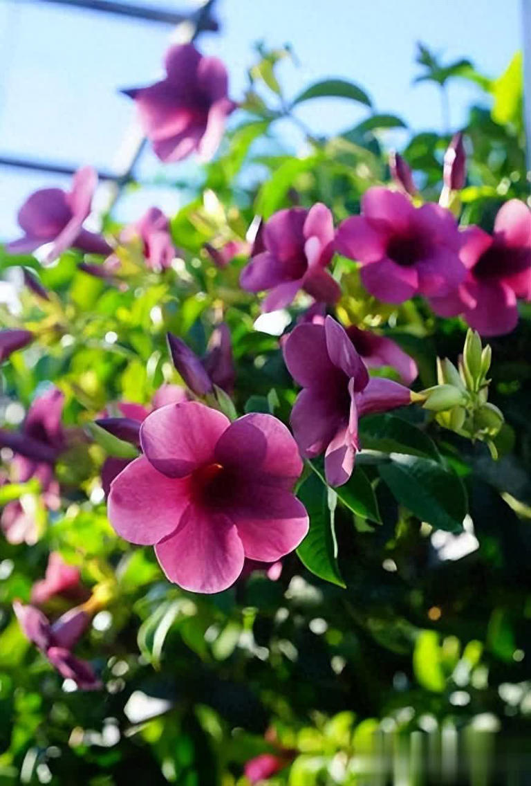 6种好养好看的漂亮花，适合新手和小白，轻松开成小花园