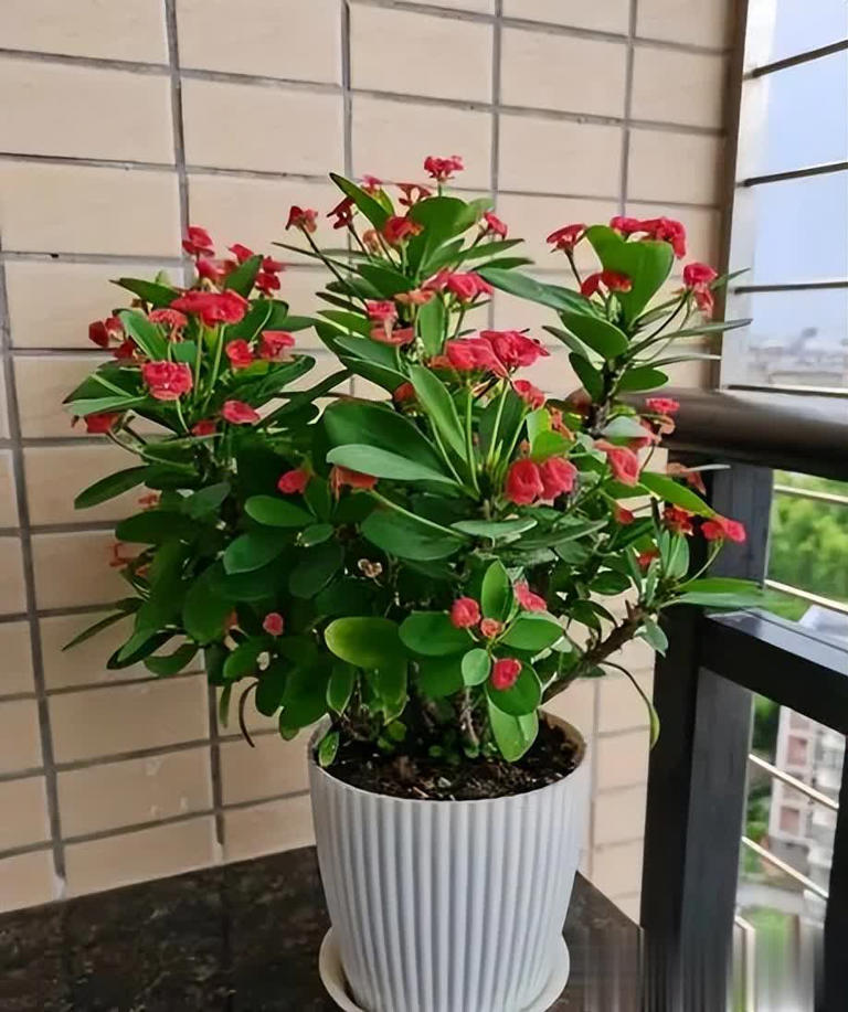 6种好养好看的漂亮花，适合新手和小白，轻松开成小花园