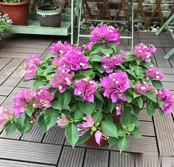 在家养三角梅的技巧，学会让盆栽冬天也开花！