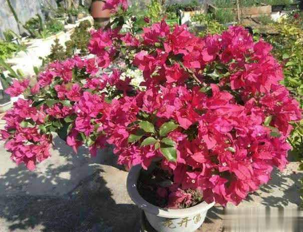 在家养三角梅的技巧，学会让盆栽冬天也开花！