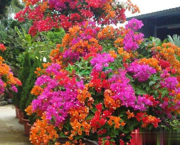 在家养三角梅的技巧，学会让盆栽冬天也开花！