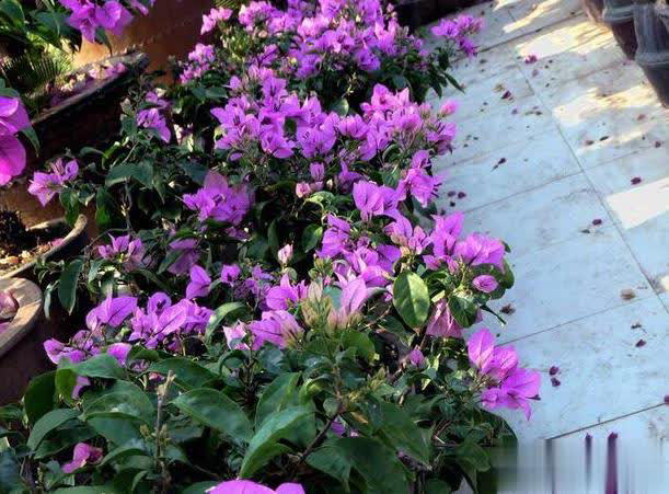 在家养三角梅的技巧，学会让盆栽冬天也开花！