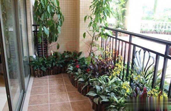 在家养三角梅的技巧，学会让盆栽冬天也开花！ 