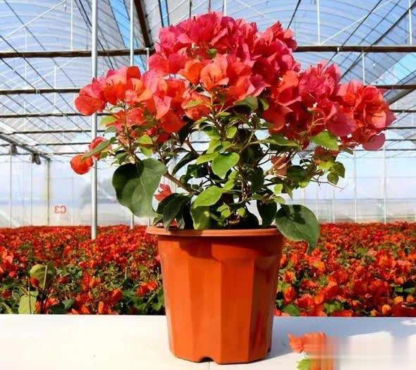 在家养三角梅的技巧，学会让盆栽冬天也开花！