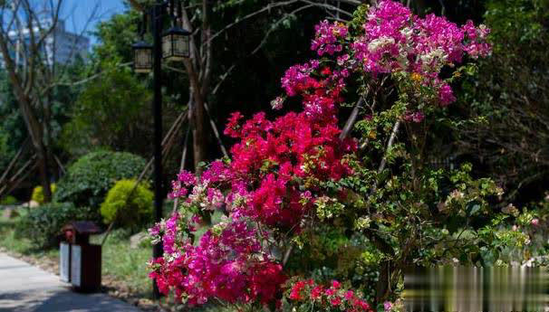 在家养三角梅的技巧，学会让盆栽冬天也开花！