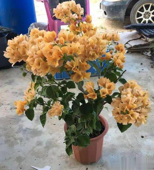 在家养三角梅的技巧，学会让盆栽冬天也开花！