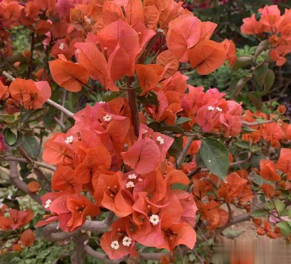 在家养三角梅的技巧，学会让盆栽冬天也开花！