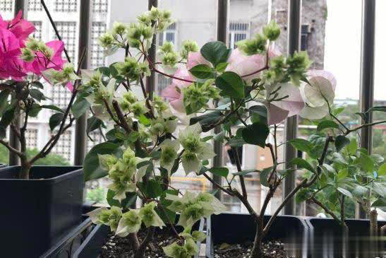 在家养三角梅的技巧，学会让盆栽冬天也开花！