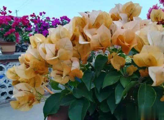 在家养三角梅的技巧，学会让盆栽冬天也开花！